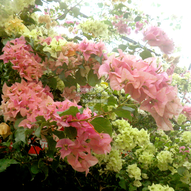 ���ꗣ���h�b�g�R���̃u�[�Q���r���A/�u�[�Q���r���A�̎ʐ^