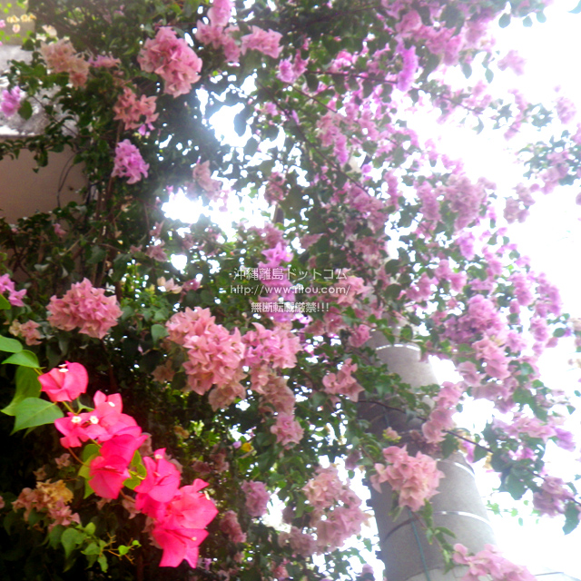 ���ꗣ���h�b�g�R���̃u�[�Q���r���A/�u�[�Q���r���A�̎ʐ^