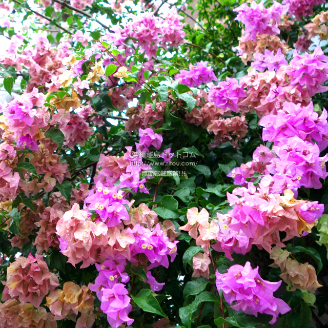 ���ꗣ���h�b�g�R���̃u�[�Q���r���A/�u�[�Q���r���A�̎ʐ^