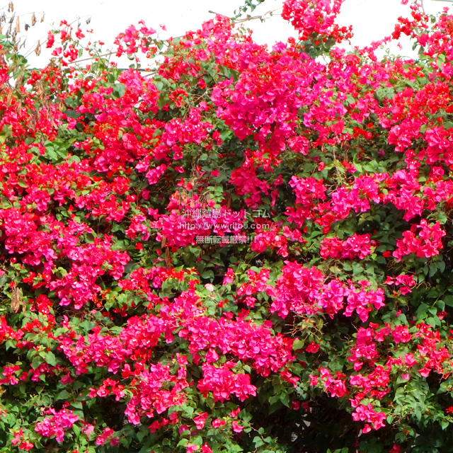 ���ꗣ���h�b�g�R���̃u�[�Q���r���A/�u�[�Q���r���A�̎ʐ^