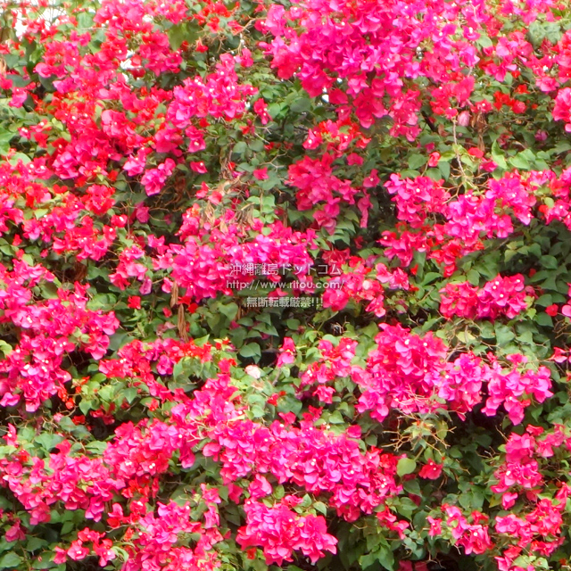 ���ꗣ���h�b�g�R���̃u�[�Q���r���A/�u�[�Q���r���A�̎ʐ^