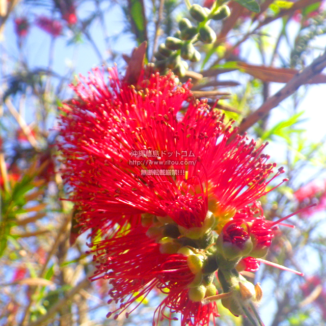 ���ꗣ���h�b�g�R���̉Ԃ̎ʐ^