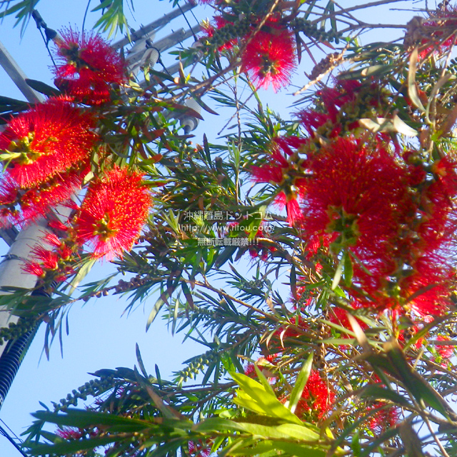 ���ꗣ���h�b�g�R���̉Ԃ̎ʐ^