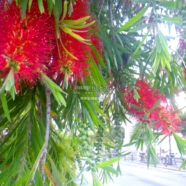 ���ꗣ���h�b�g�R���̉Ԃ̎ʐ^