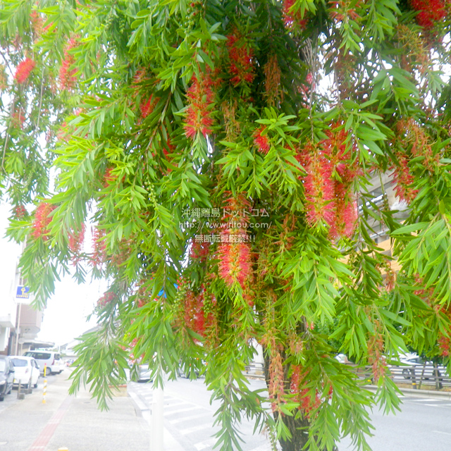 ���ꗣ���h�b�g�R���̉Ԃ̎ʐ^