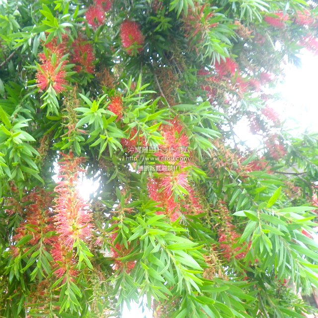 ���ꗣ���h�b�g�R���̉Ԃ̎ʐ^