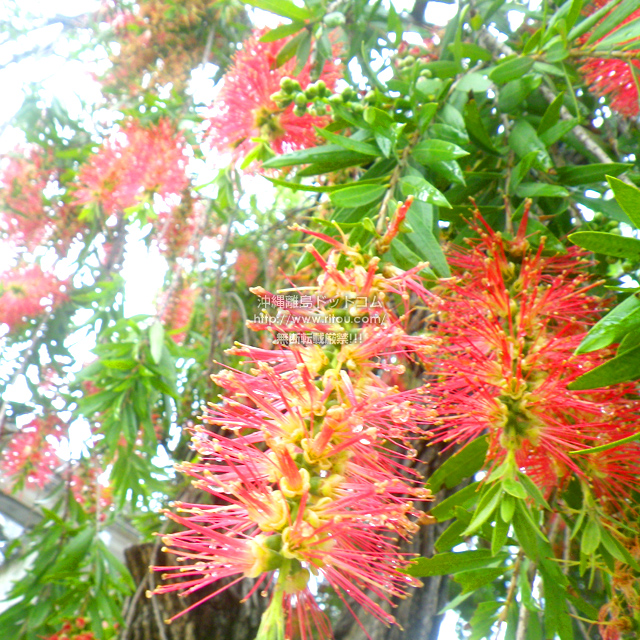 ���ꗣ���h�b�g�R���̉Ԃ̎ʐ^