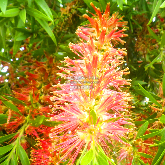 ���ꗣ���h�b�g�R���̉Ԃ̎ʐ^