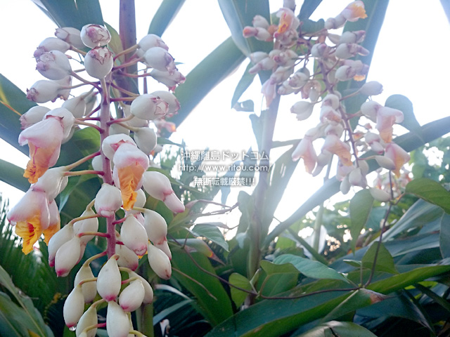 5月は意外と花盛りで楽しい沖縄 しかも自生する花も多い 沖縄離島ブログ