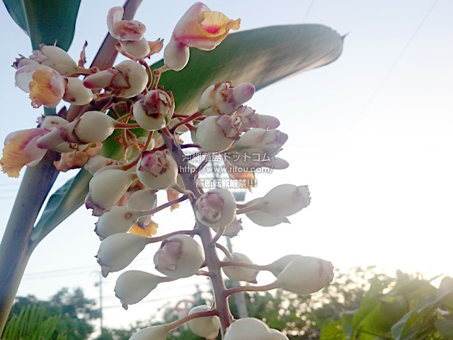 5月は意外と花盛りで楽しい沖縄 しかも自生する花も多い 沖縄離島ブログ