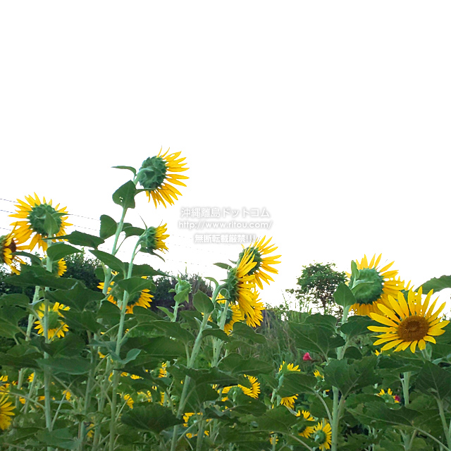 ꗣhbgR̃q}/̎ʐ^