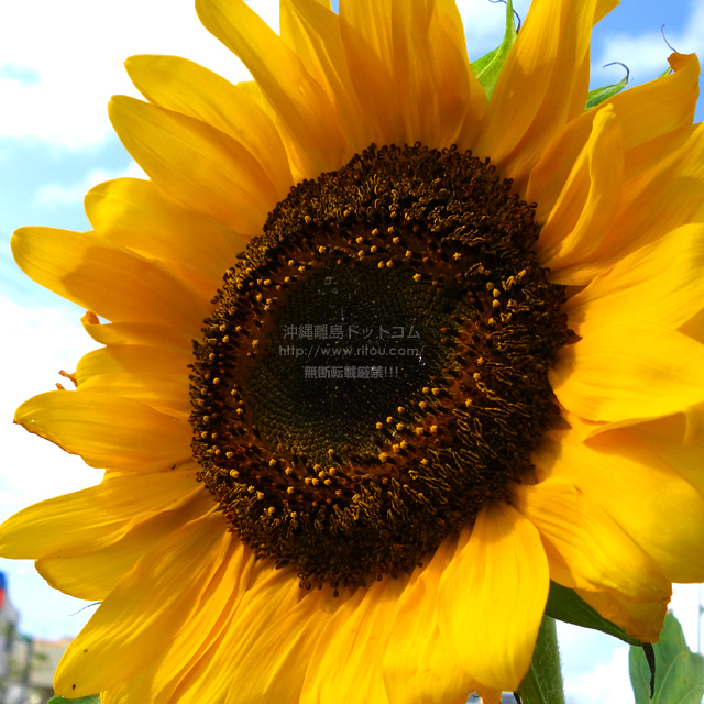 ���ꗣ���h�b�g�R���̃q�}����/�������̎ʐ^