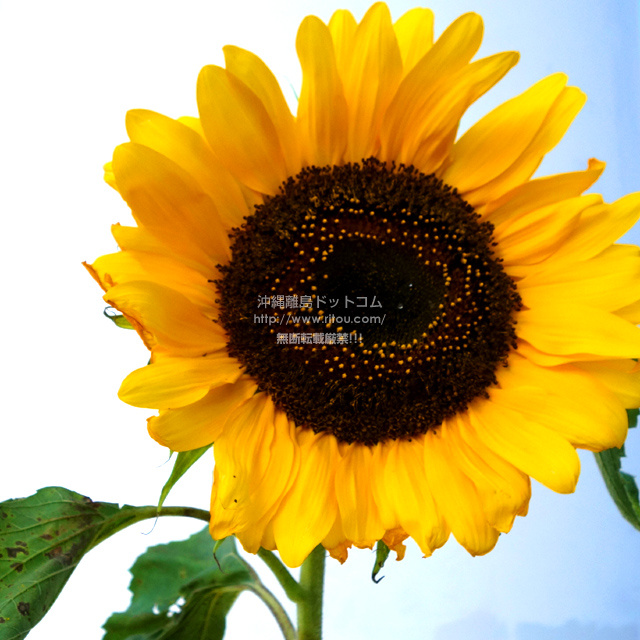 ���ꗣ���h�b�g�R���̃q�}����/�������̎ʐ^