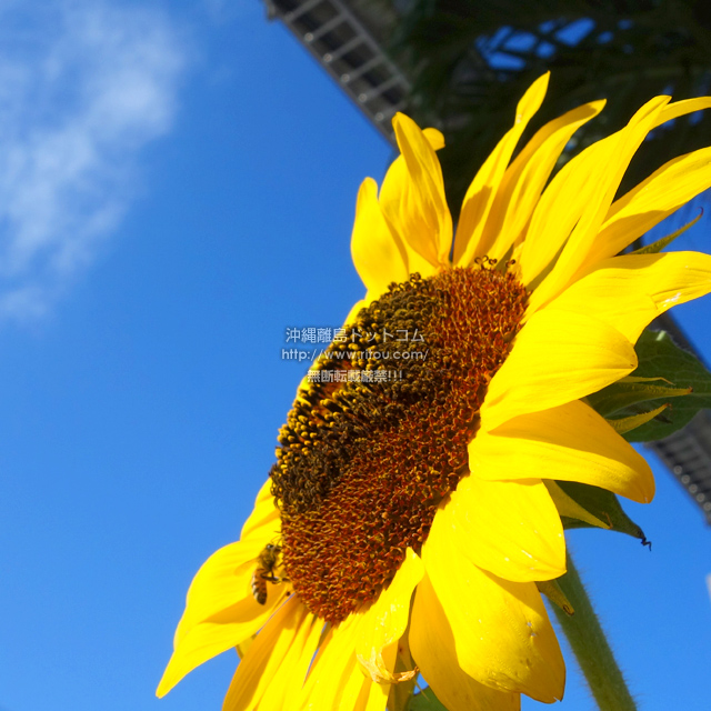 ���ꗣ���h�b�g�R���̃q�}����/�������̎ʐ^