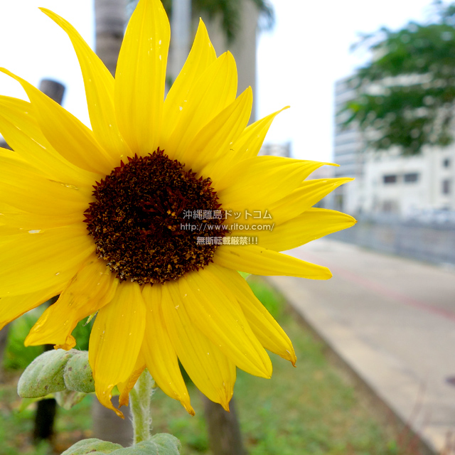 ���ꗣ���h�b�g�R���̃q�}����/�������̎ʐ^