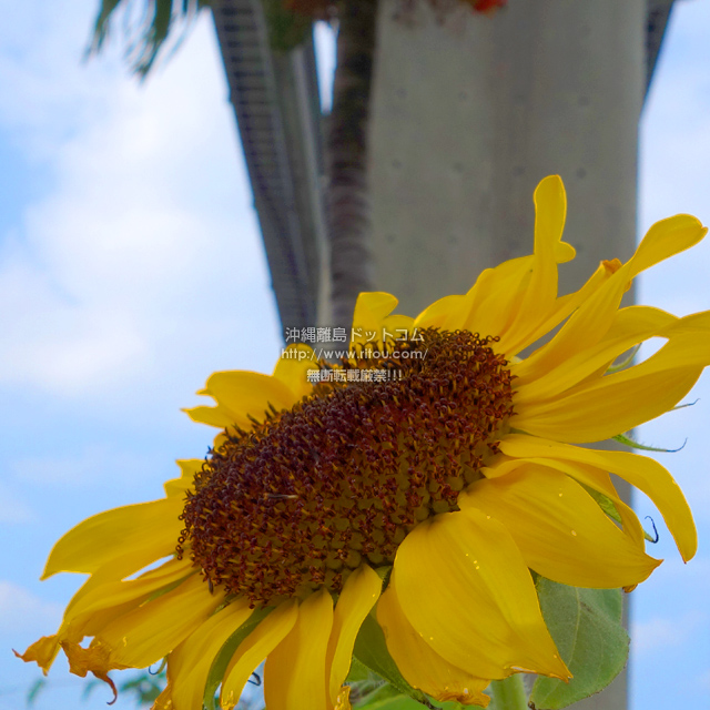 ���ꗣ���h�b�g�R���̃q�}����/�������̎ʐ^