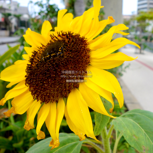 ���ꗣ���h�b�g�R���̃q�}����/�������̎ʐ^