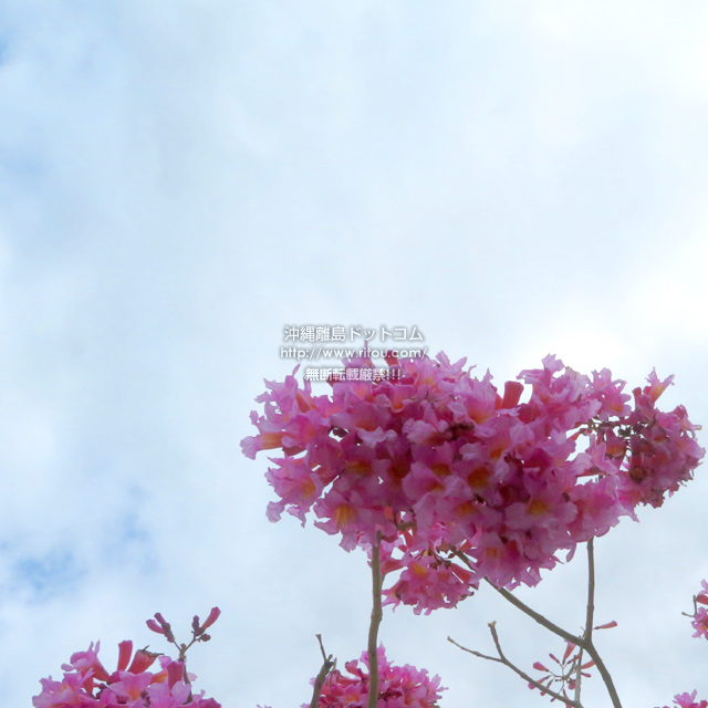 ꗣhbgR̊gʐ^