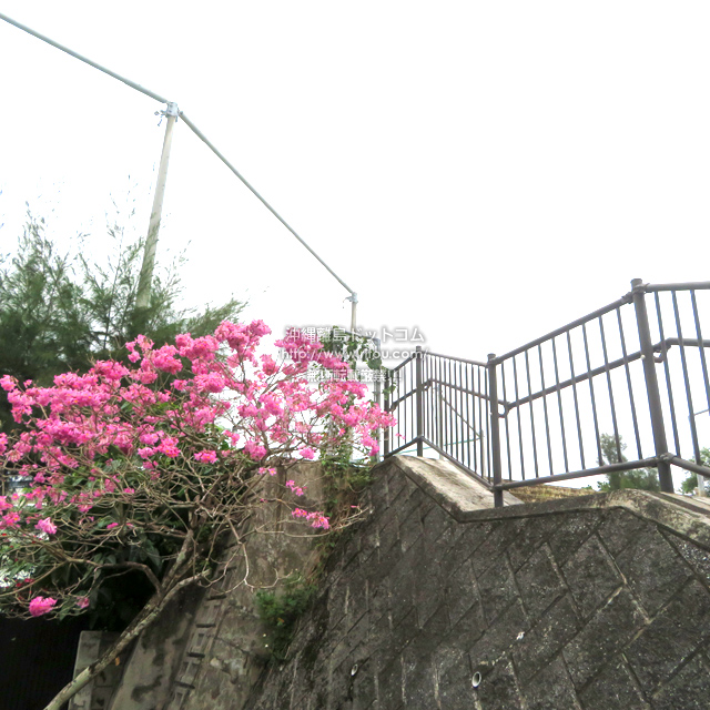 ꗣhbgR̊gʐ^