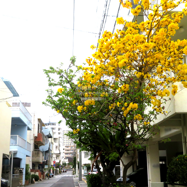 ꗣhbgR̊gʐ^