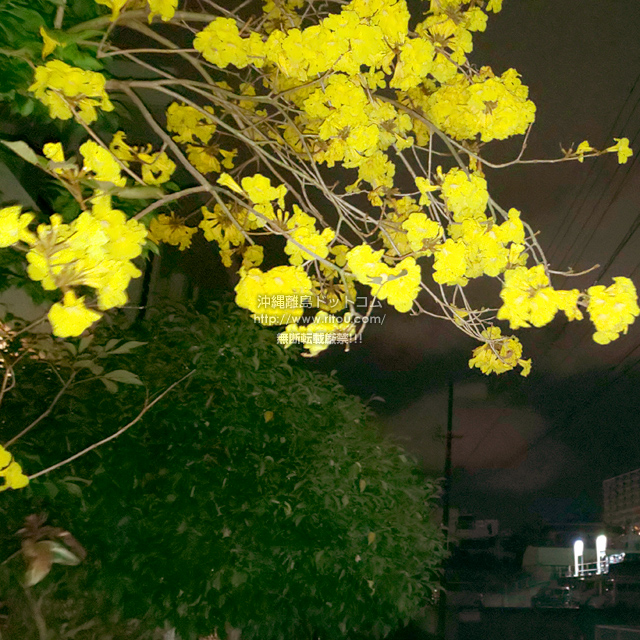 ꗣhbgR̊gʐ^