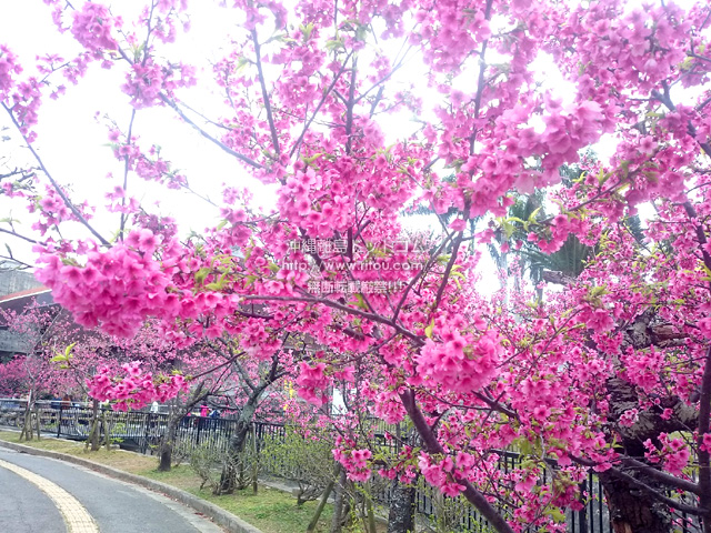 満開の桜！