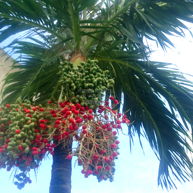 ヤシの実ではなく苺が実ったヤシの木 そしてまだサガリバナ 沖縄離島ブログ