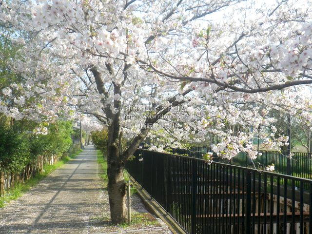 千葉の桜