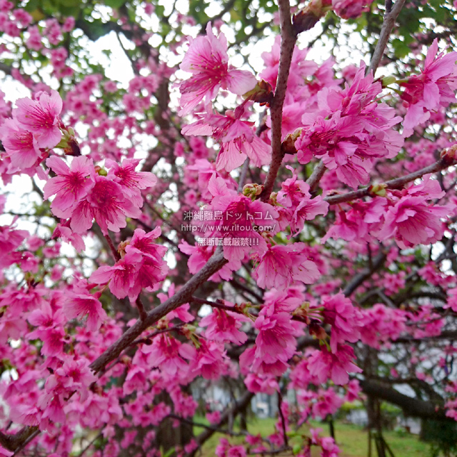 冬の沖縄といえばピンク 冬序盤はトックリキワタで花見三昧 沖縄離島ブログ