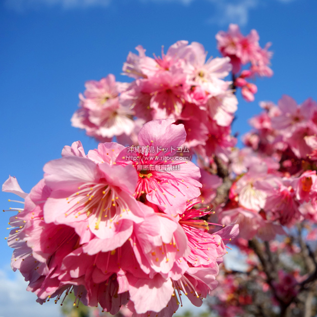 沖縄離島ドットコムの桜/カンヒザクラの写真
