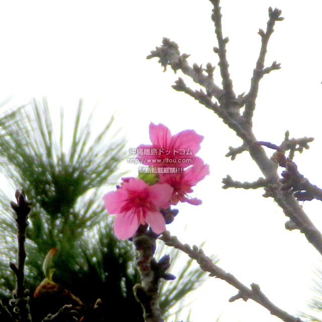 ꗣhbgR̍/JqUN̎ʐ^