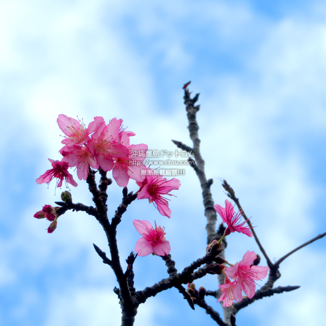 ꗣhbgR̍/JqUN̎ʐ^