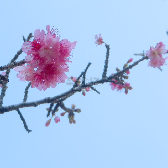ꗣhbgR̍/JqUN̎ʐ^