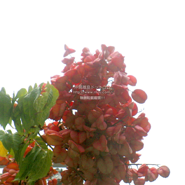ꗣhbgR̊gʐ^