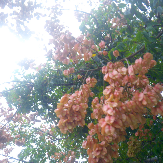 ꗣhbgR̊gʐ^