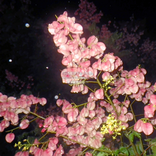 ꗣhbgR̊gʐ^
