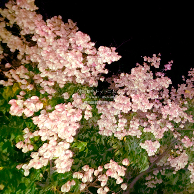 ꗣhbgR̊gʐ^