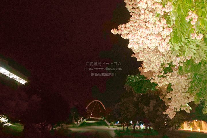 ꗣhbgR̊gʐ^