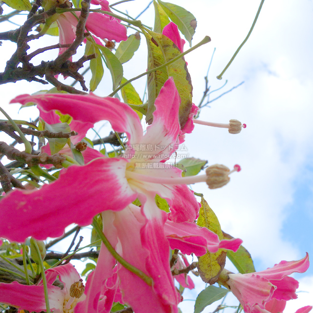冬の沖縄といえばピンク 冬序盤はトックリキワタで花見三昧 沖縄離島ブログ