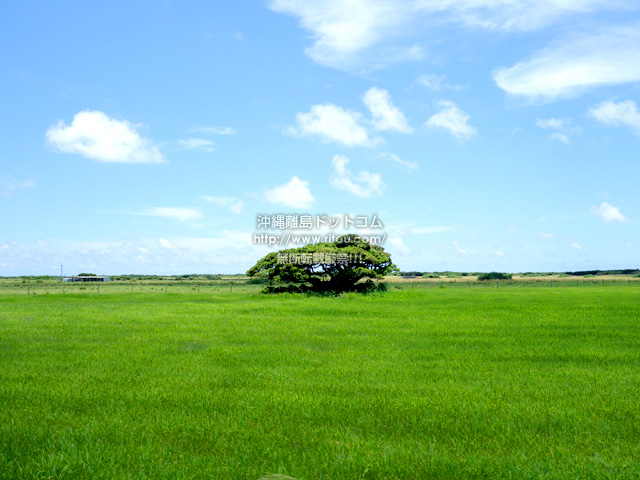 黒島の黒島の草原
