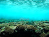 珊瑚礁 ギャラリー