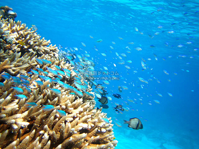 海の水色に同化する小魚 阿嘉島の写真