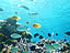安慶名敷島〜天然水族館（サイズ「213 KB」／撮影「2012/10」）