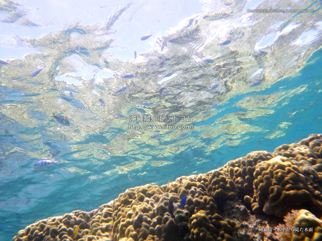 阿嘉島 水中から見た水面 沖縄離島の壁紙