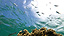 阿嘉島〜珊瑚と水面裏