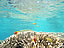 阿嘉島〜サンゴとクマノミ（サイズ「252 KB」／撮影「2012/7」）
