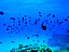 阿嘉島〜リーフエッジの魚たち（サイズ「345 KB」／撮影「2009/8」）
