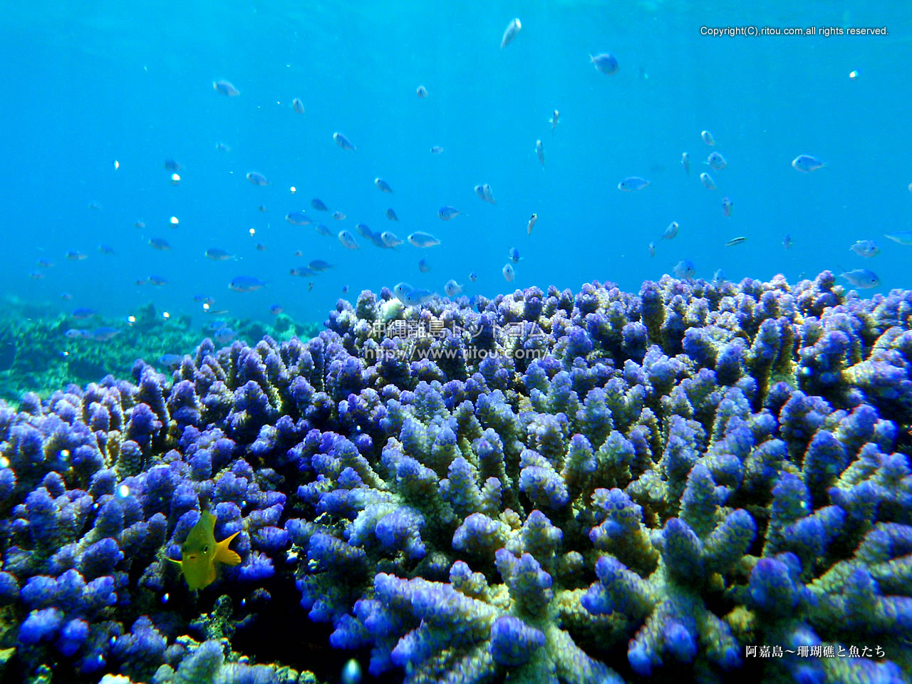 阿嘉島 珊瑚礁と魚たち 沖縄離島の壁紙