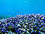 阿嘉島〜珊瑚礁と魚たち