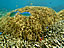 阿嘉島〜豊かな珊瑚礁と魚たち